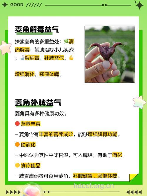 女人能吃菱角吗