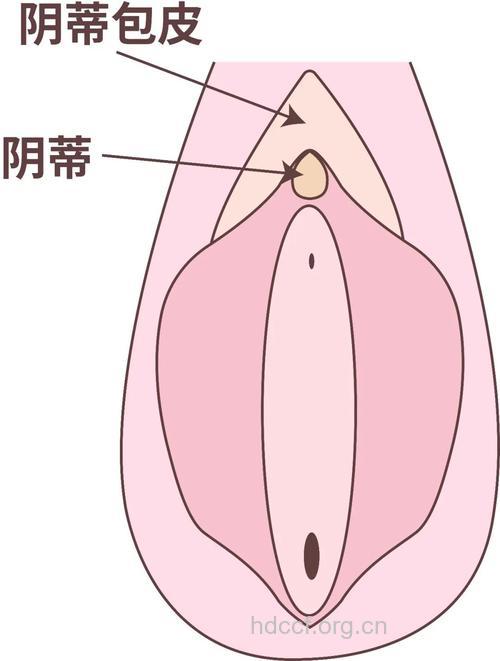 关于女性阴蒂有什么健康常识