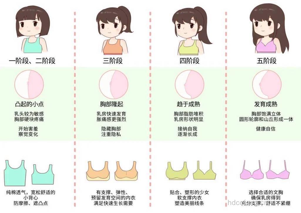 乳房发育分哪几个时期 主要为三大时期