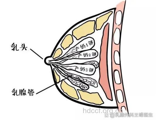 女性乳腺增生有哪些导火线