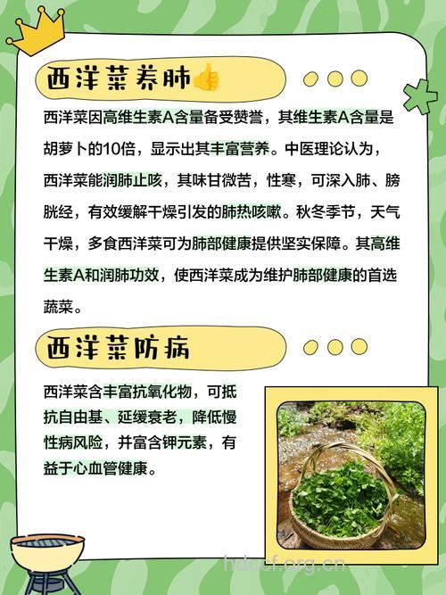 女人吃西洋菜的好处 西洋菜的营养价值