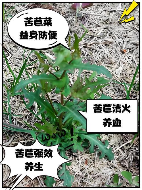 苦菜对缓解子宫内膜炎症状有哪些好处