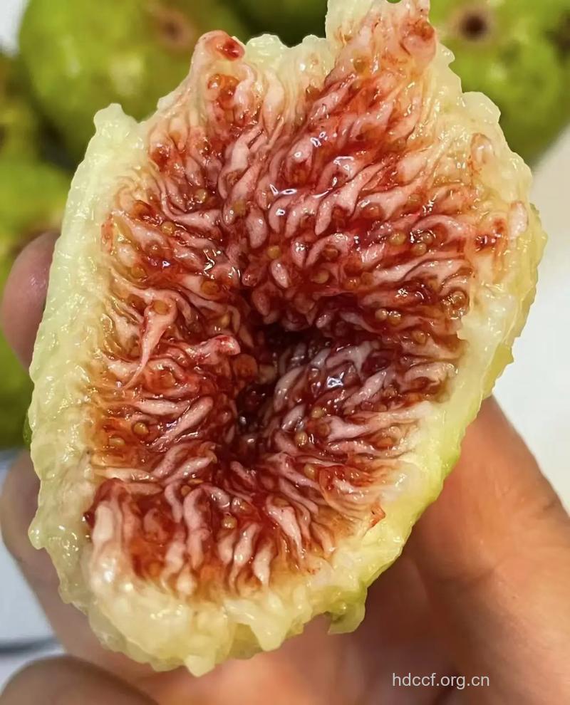 女人夏日防辐射美容水果