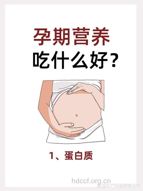 女性食用过多蛋白质不利受孕