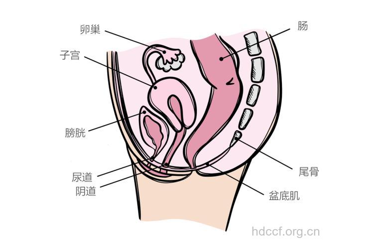 盆腔炎最喜欢身体哪些部位?