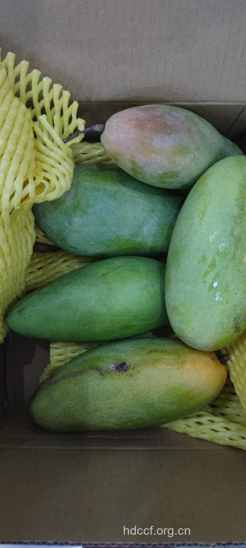 吃青芒果会上火吗