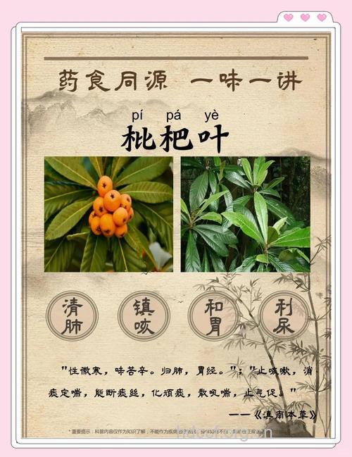 孕妇咳嗽能吃枇杷叶吗