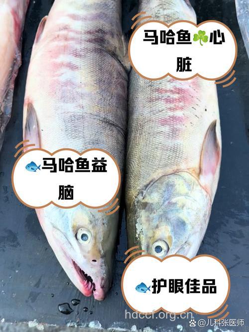 女人吃马哈鱼的好处 马哈鱼的营养价值