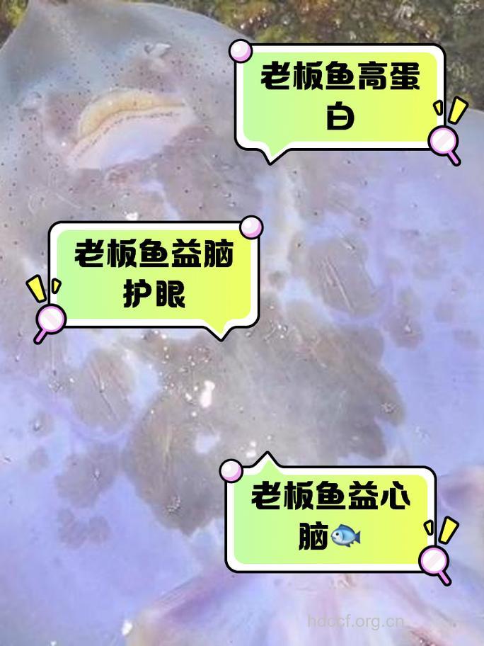 女人吃老板鱼的好处 老板鱼的营养价值