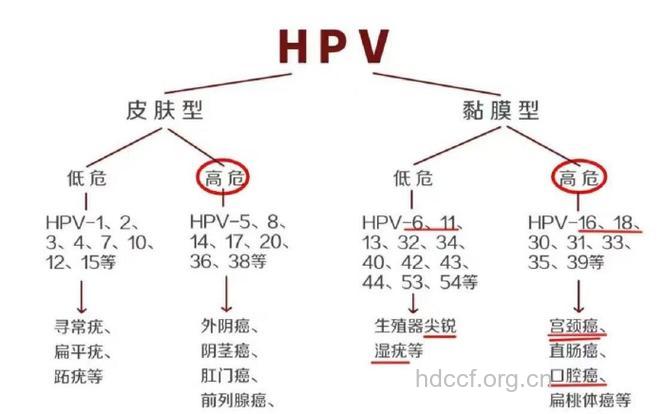 宫颈癌和自身免疫系统有关系