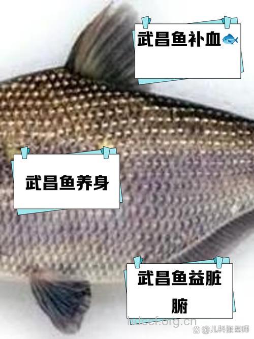 女人吃武昌鱼的好处 武昌鱼的营养价值