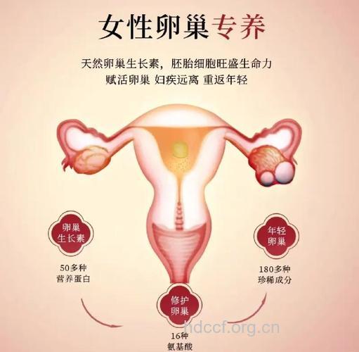 什么是卵巢囊泡 女性如何保养卵巢