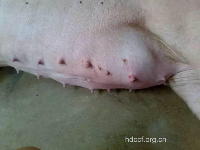 乳头有分泌物是怎么回事