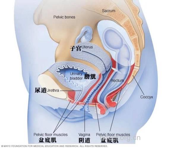 揭秘：女性阴道8个不能说的秘密