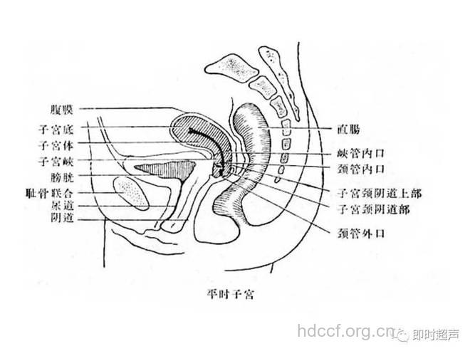 女人阴道小常识