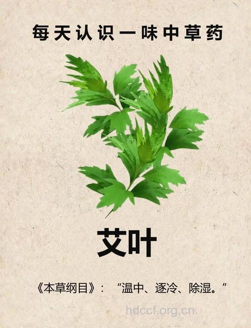 体寒女人可以多食用艾草