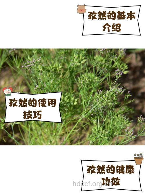 孕妇能吃孜然吗