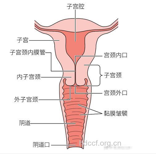 女人身体最脆弱的六个部位