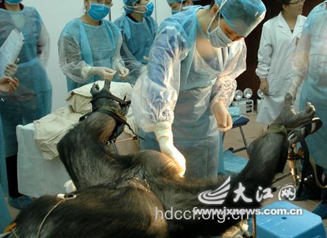 女性外生殖器的检查有哪些