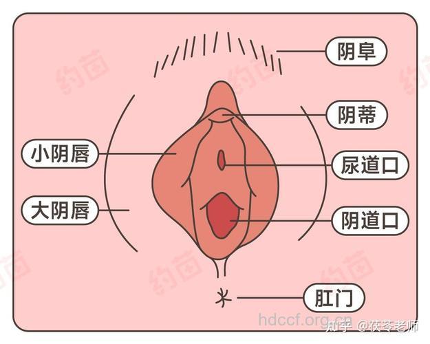 女性私处的6种异常表情