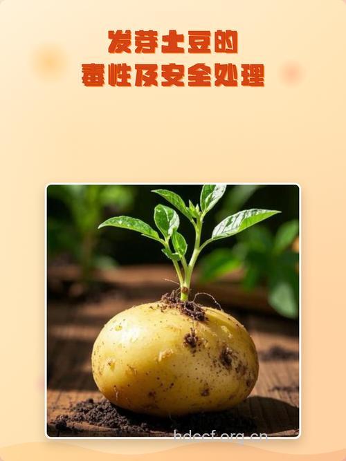 警惕!发芽的土豆容易中毒