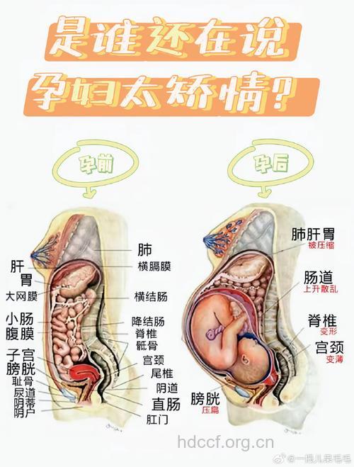 子宫健康与妊娠有关