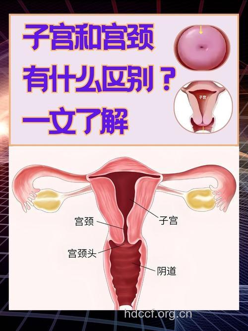 揭秘女性子宫的奥秘