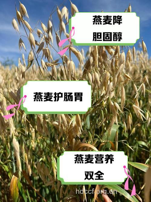 女性早餐吃燕麦的好处