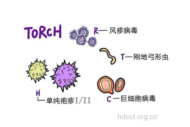 与ＴＯＲＣＨ感染有关的两大疾病