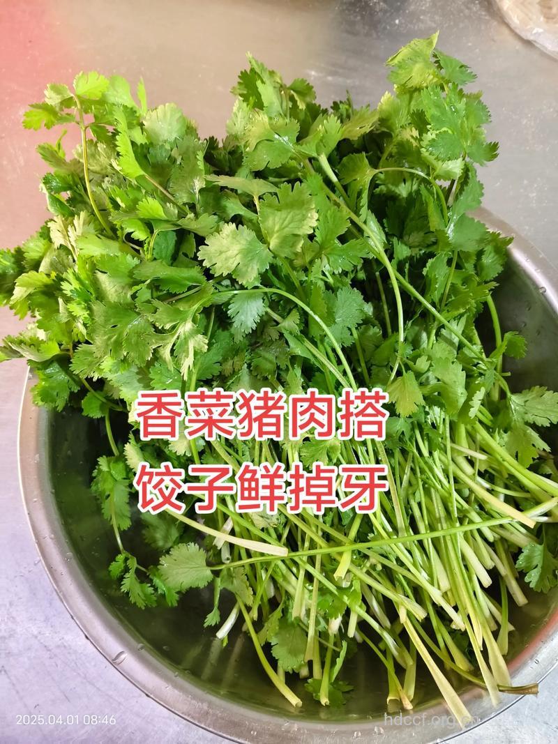 香菜可以和猪肉一起吃吗
