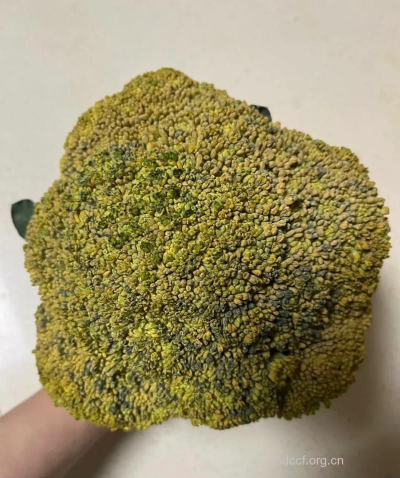 西兰花变黄了还能吃吗