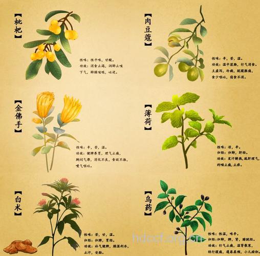 揭秘新鲜果蔬的药用效果