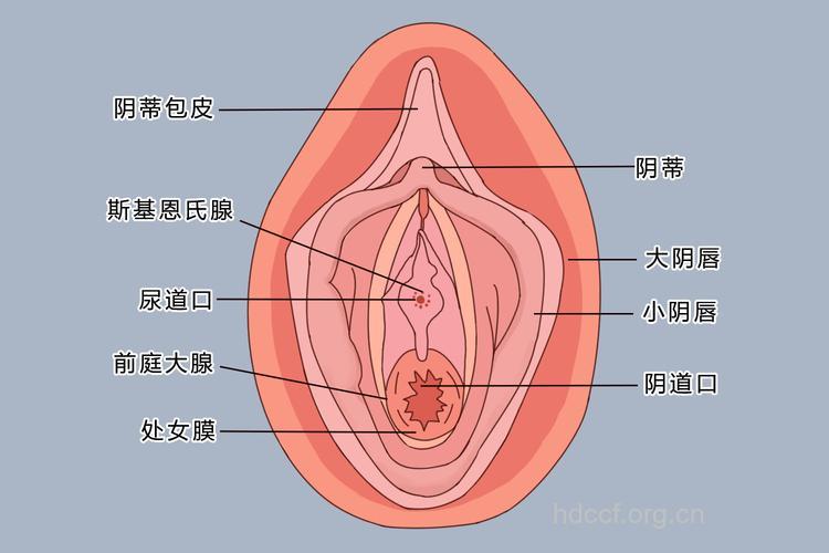 你知道处女膜在哪里吗