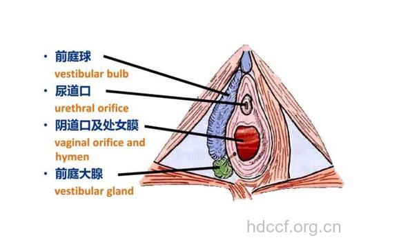 前庭大腺炎有哪些症状表现