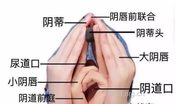 女人私处的标准尺寸