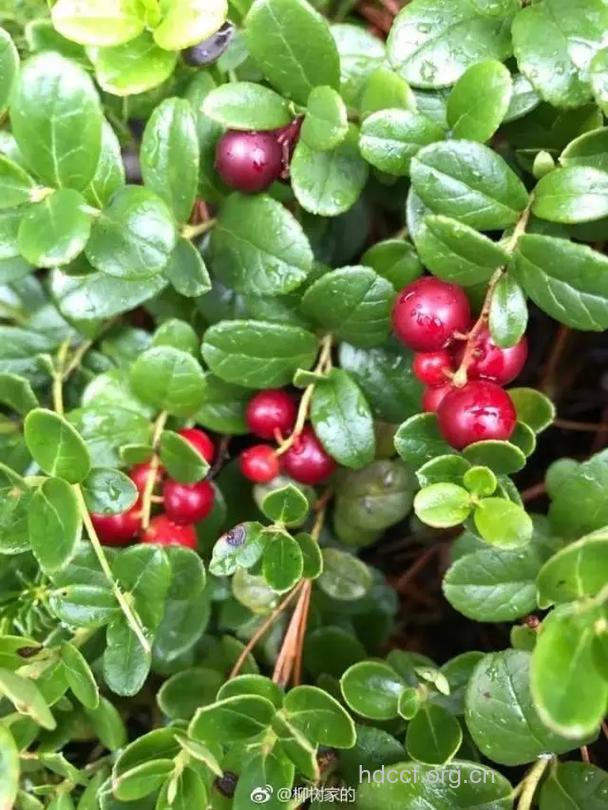 蓝莓抗老化冠军 蔓越莓抗菌