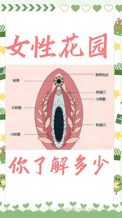 对女性私处你了解多少？