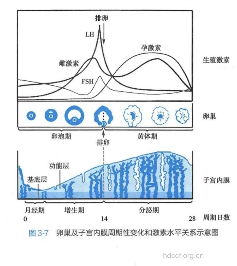 激素如何影响子宫的变化