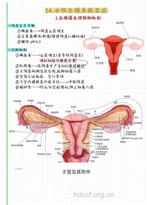 女性生理知识详解