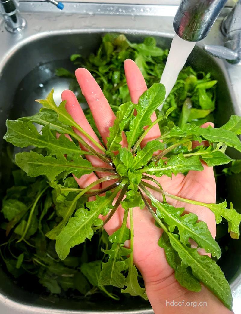 雨水节气吃什么好—荠菜