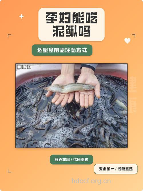 孕期孕妇可以吃泥鳅吗