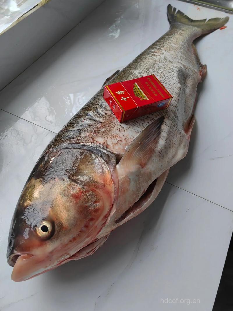 孕妇可以吃胖头鱼吗