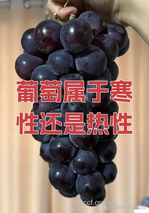 吃葡萄上火吗