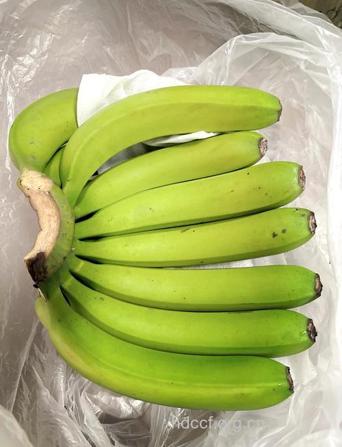 吃的香蕉越青热量就越低