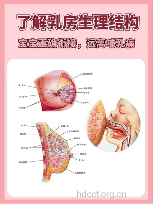 女性乳房不为人知的5个秘密