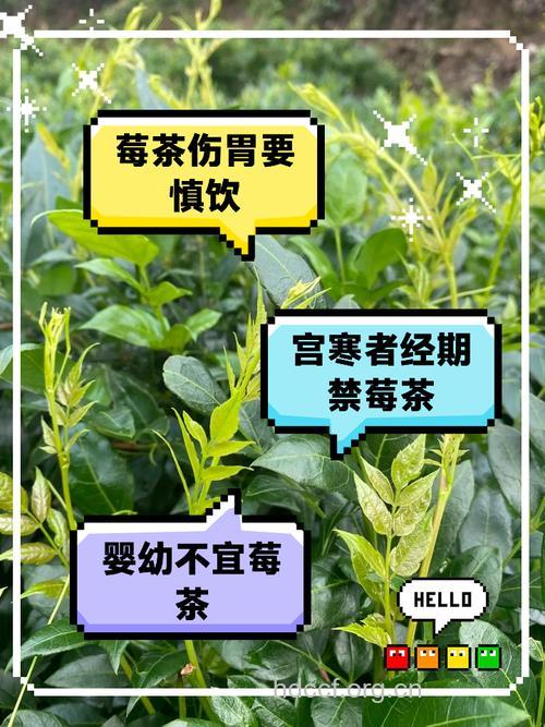 这十类人却不宜饮茶