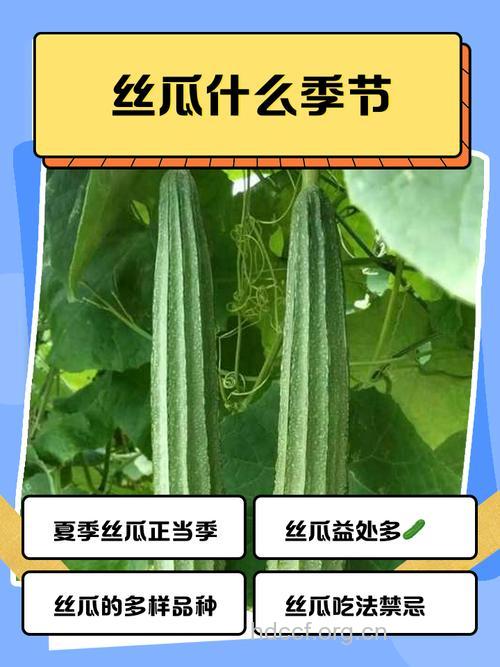 秋季女性多吃丝瓜可抗衰老