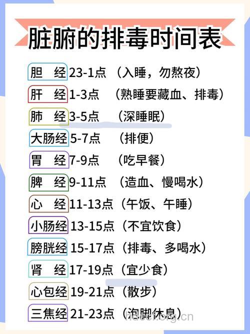人体排毒时间表介绍