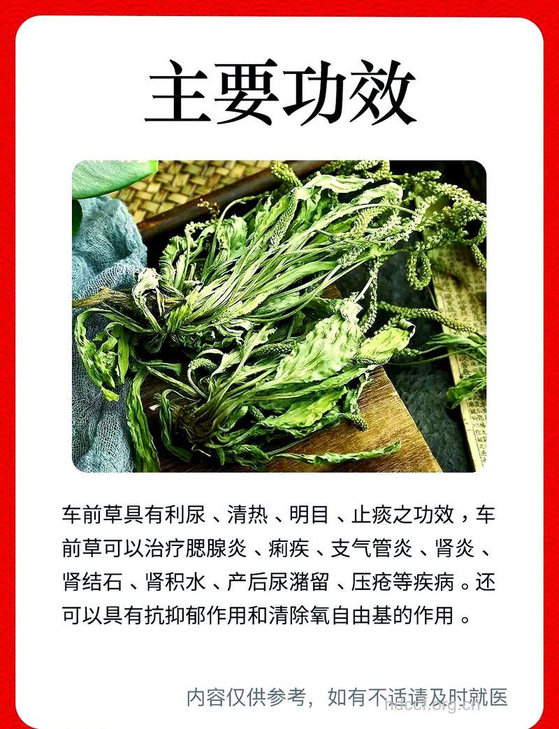 经期可以吃车前草吗
