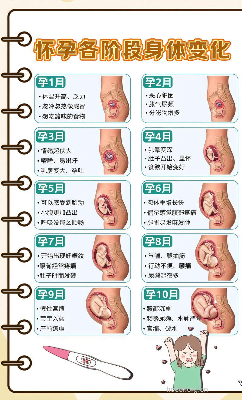 怀孕后身体有哪些变化